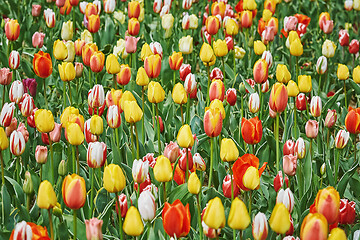 Image showing Tulip Flowers of Different Colors