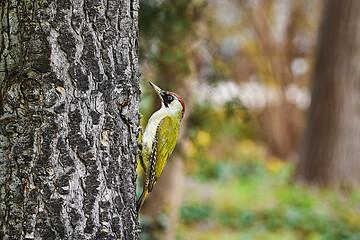 Image showing Green Woodpecker on the Tree