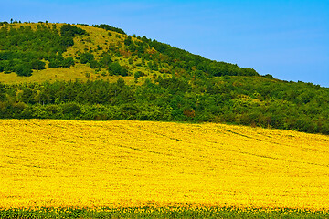 Image showing Sunflowers Field