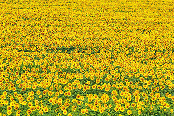 Image showing Sunflowers Field