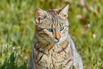 Image showing Portrait of Homeless Cat