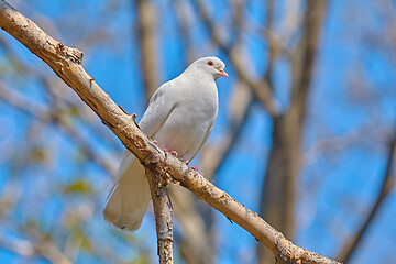 Image showing White dove on the brunch