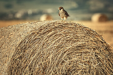 Image showing Kestrel on a haystack