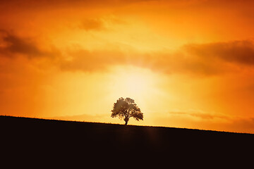 Image showing Silhouette of a Tree