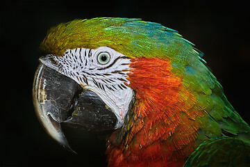 Image showing The Macaw Parrot