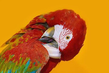 Image showing The Macaw Parrot