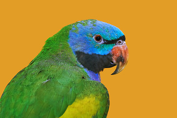 Image showing Lord Derbys Parakeet