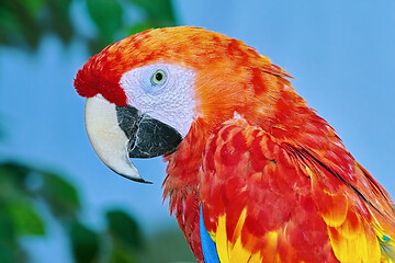 Image showing The Macaw Parrot