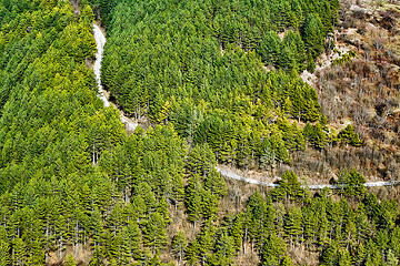 Image showing Road in the Forest