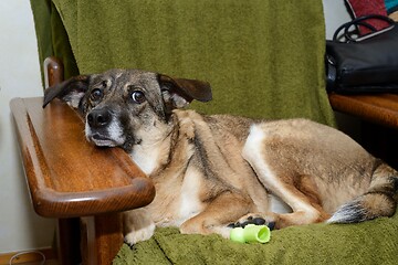 Image showing mongrel dog lies in a chair