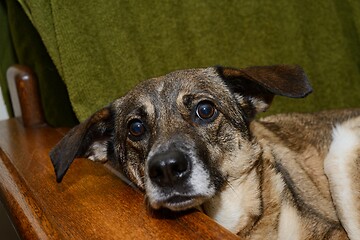 Image showing mongrel dog lies in a chair