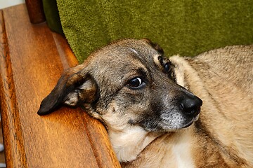 Image showing mongrel dog lies in a chair 