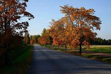 Image showing autumn trees with yellow and red leaves along the road