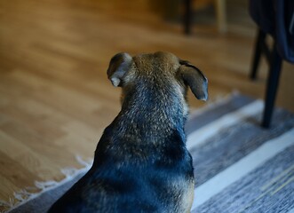 Image showing dog sits in the room with his back to the camera