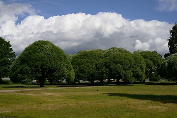 Image showing dense green crowns of trees in the park