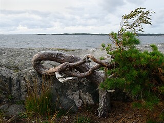 Image showing crooked pine tree growing on the shores of the baltic sea in Fin