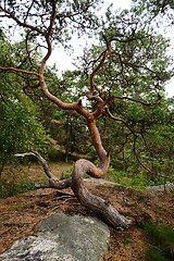 Image showing crooked pine tree growing on a rock 