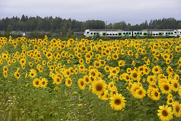 Image showing train passes Ainola station next to a field of sunflowers in Fin