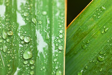 Image showing leaf on ground covered with raindrops