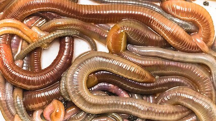 Image showing Many earthworms crawling together closeup photo