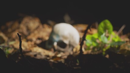 Image showing Finding human skull in the forest at night