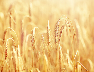 Image showing cereal field with spikelets of ripe rye or wheat