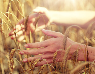 Image showing close up of woman hands in cereal field