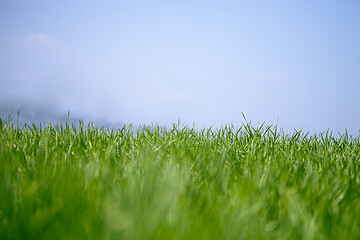 Image showing Field of green fresh grass and blue sky.