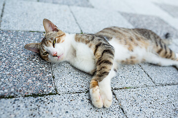 Image showing Cat lying on street