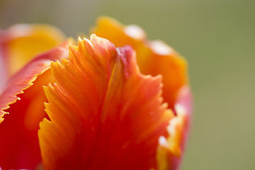 Image showing Abstract flower background