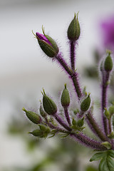 Image showing spring button flowers