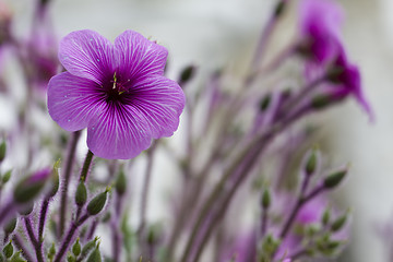 Image showing Blue flowers