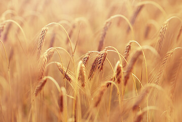 Image showing cereal field with spikelets of ripe rye or wheat