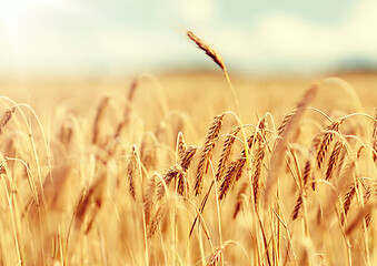 Image showing cereal field with spikelets of ripe rye or wheat