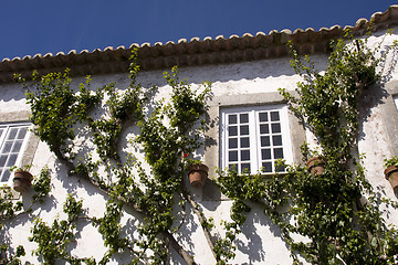 Image showing vegetation in the wall