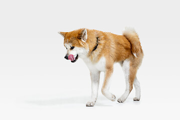 Image showing Studio shot of Akita-Inu dog isolated on white studio background