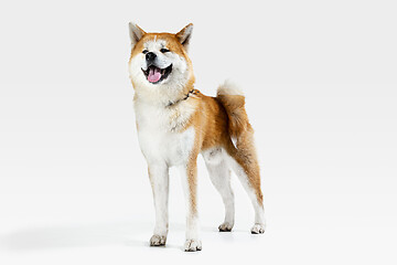 Image showing Studio shot of Akita-Inu dog isolated on white studio background