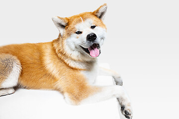 Image showing Studio shot of Akita-Inu dog isolated on white studio background