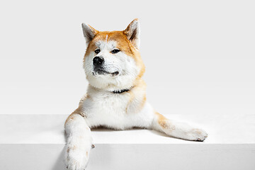 Image showing Studio shot of Akita-Inu dog isolated on white studio background