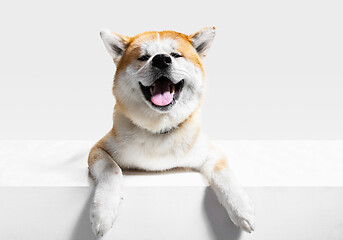 Image showing Studio shot of Akita-Inu dog isolated on white studio background