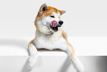 Image showing Studio shot of Akita-Inu dog isolated on white studio background