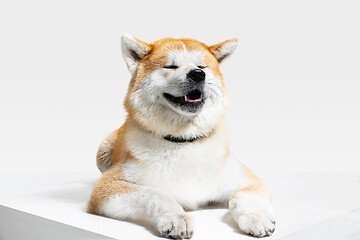 Image showing Studio shot of Akita-Inu dog isolated on white studio background