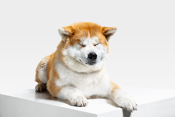 Image showing Studio shot of Akita-Inu dog isolated on white studio background