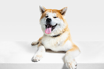 Image showing Studio shot of Akita-Inu dog isolated on white studio background