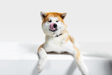 Image showing Studio shot of Akita-Inu dog isolated on white studio background