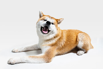 Image showing Studio shot of Akita-Inu dog isolated on white studio background