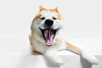 Image showing Studio shot of Akita-Inu dog isolated on white studio background