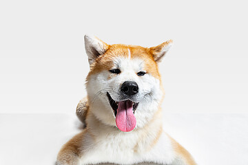 Image showing Studio shot of Akita-Inu dog isolated on white studio background