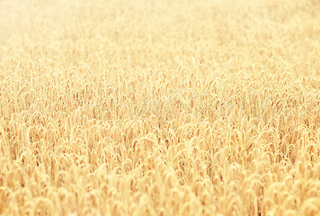 Image showing cereal field with spikelets of ripe rye or wheat