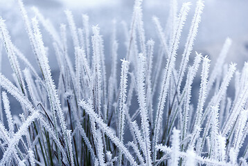 Image showing Hoarfrost on the grass